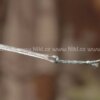 Carp´R´Us Návazec Stiff Link - Loop & Loop 3ks – Obrázok 4