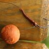 Carp´R´Us Hotový návazec Ready Multi Rig Strip-X 25lb - Centurion 2ks