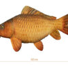 Plyšový kapor Delphin CARPY - MojeRybárstvo.sk Plyšový kapor Delphin CARPY – Obrázok 2