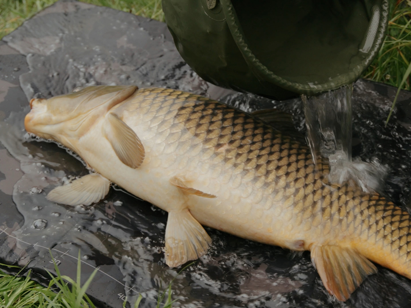 Podložka pod ryby Delphin CarpMAT BANX Camo - MojeRybárstvo.sk Podložka pod ryby Delphin CarpMAT BANX Camo – Obrázok 10