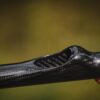 Giants fishing Vrhací tyč Gaube 3K Carbon Baiting Stick 29 mm – Obrázok 4