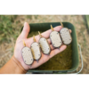 Giants fishing Krmítko Method Feeder Gaube Large – Obrázok 4