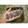 Giants fishing Sada krmítek s formičkou 2+1 Method Feeder Gaube – Obrázok 4