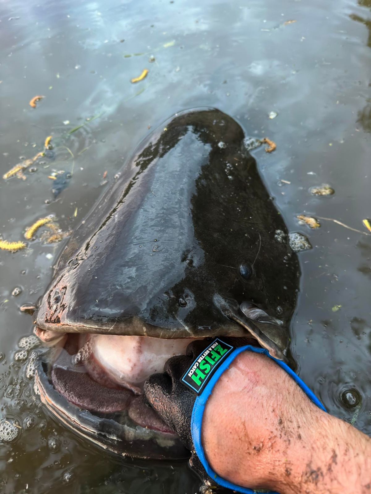 ZFISH Sumcová rukavice Catfish Glove - MojeRybárstvo.sk ZFISH Sumcová rukavice Catfish Glove – Obrázok 5