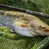 Giants fishing Prut Gaube Medium Method Feeder 12ft 40-90g – Obrázok 9