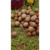 Nikl Economic Feed Boilie Rape Cloud 5kg – Obrázok 3