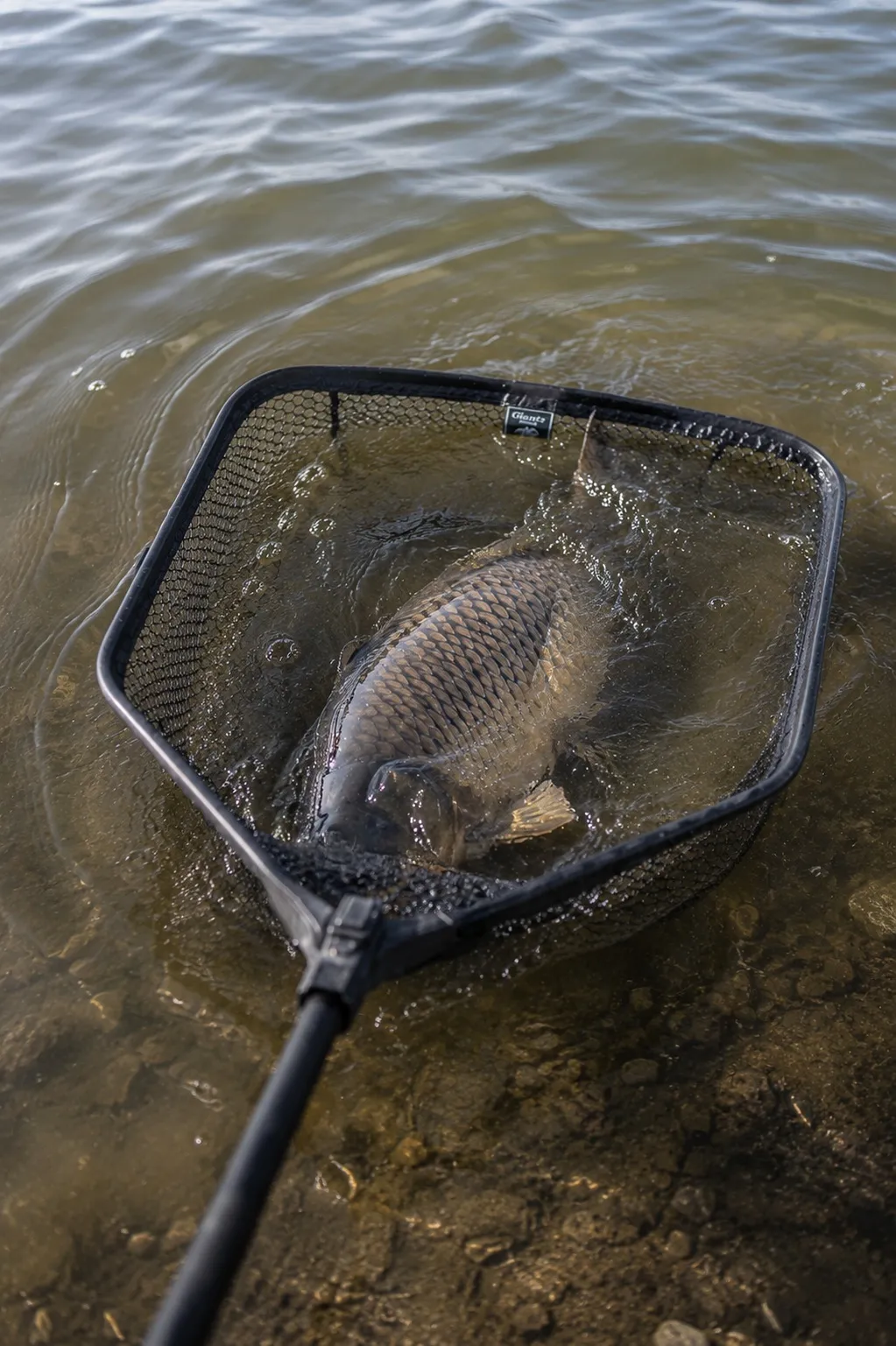 Giants fishing Plovoucí podběrák s pogumovanou síťkou Luxury X-large Float 80x70cm - MojeRybárstvo.sk Giants fishing Plovoucí podběrák s pogumovanou síťkou Luxury X-large Float 80x70cm – Obrázok 7