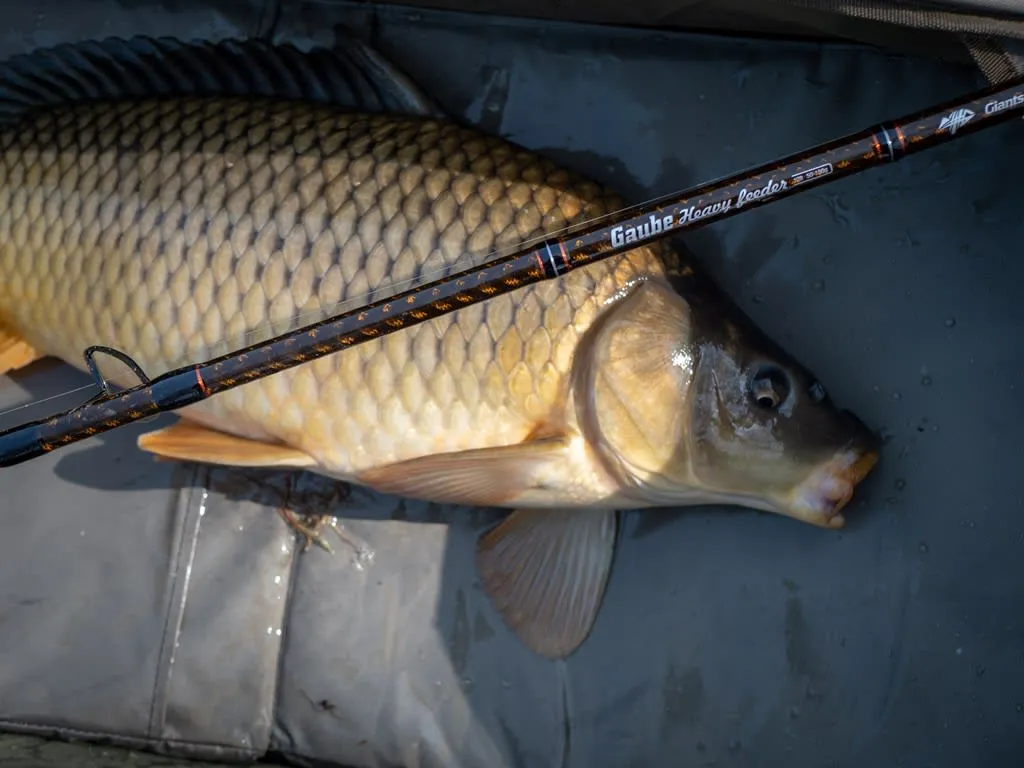 Giants fishing Prut Gaube Heavy Feeder 12ft, 50-130g - MojeRybárstvo.sk Giants fishing Prut Gaube Heavy Feeder 12ft, 50-130g – Obrázok 5