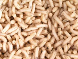 Larva bílá ( krabička 1dcl )
