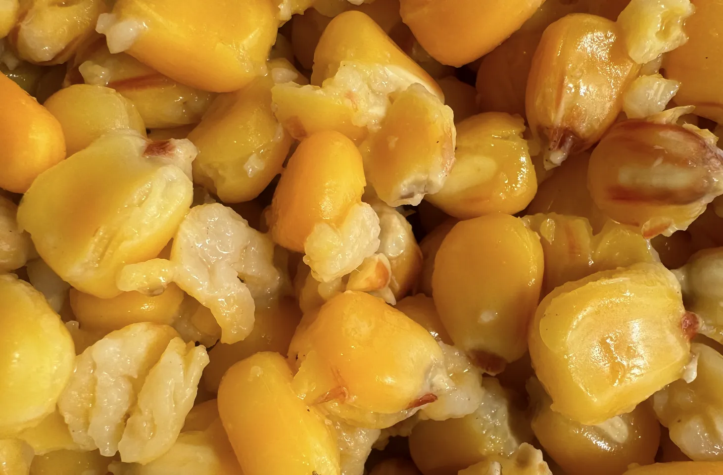 Kukuřice 1kg - MojeRybárstvo.sk Kukuřice 1kg – Obrázok 3