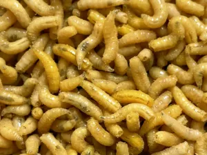 Larva žlutá l (1L=600gr.)