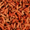 larva oranžová l (1L=600gr.)